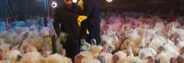 گوشت بوقلمون به طرح کالابرگ الکترونیکی اضافه شد