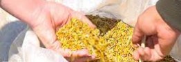 افزایش قیمت برنج مازندران روی موج چهارم