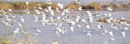مَحمیه ها قتلگاه پرندگان مهاجر خوزستان