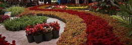 تولیدات هلند ایران پشت دروازه بازارهای جهانی