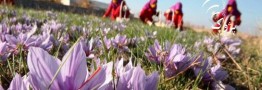 تلاش برای راه&zwnj;اندازی &zwnj;بورس بین المللی زعفران/ ایران باید تعیین کننده قیمت زعفران در جهان باشد