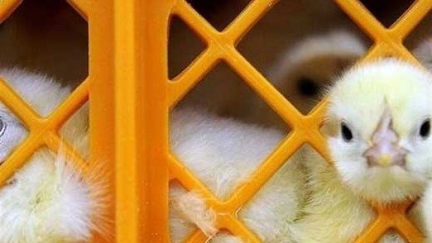 قیمت جوجه یک روزه کاهش یافت