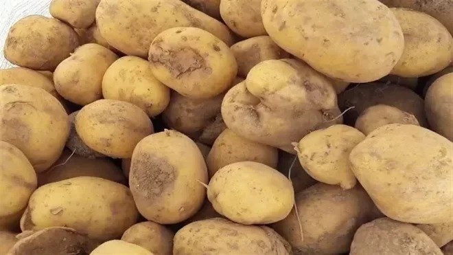 قیمت جدید سیب زمین اعلام شد