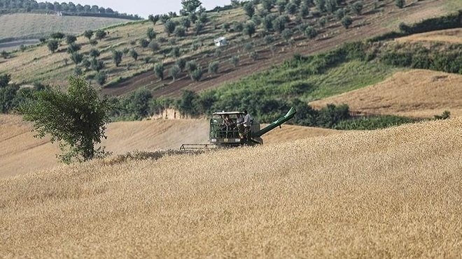 نرخ 85 هزار تومانی گندم روی میز شورای قیمت‌گذاری