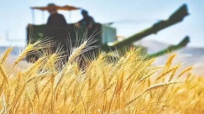 خبر خوش برای گندمکاران