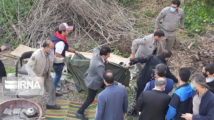 پلنگ سرگردان قائمشهر زندهگیری شد
