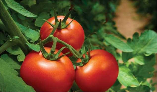 قیمت گوجه گلخانهای به ۱۱ هزار تومان رسید