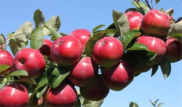 سیب از کجا به کجا میرود؟