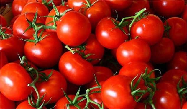 خرید حمایتی گوجهفرنگی با نرخ مصوب آغاز شد