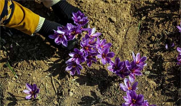 آغاز برداشت نوبرانه زعفران در کشور/ افزایش نگرانیها از تصمیمات خلقالساعه در بخش کشاورزی