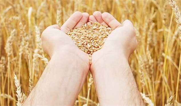 امضای یادداشت تفاهم ایران با روسیه و قزاقستان برای ورود موقت گندم
