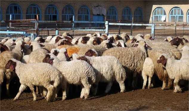 انباشت ۶۰ میلیون راس دام در دامداری ها