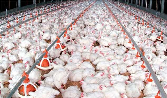 قیمت مرغ چند روز دیگر کاهش مییابد