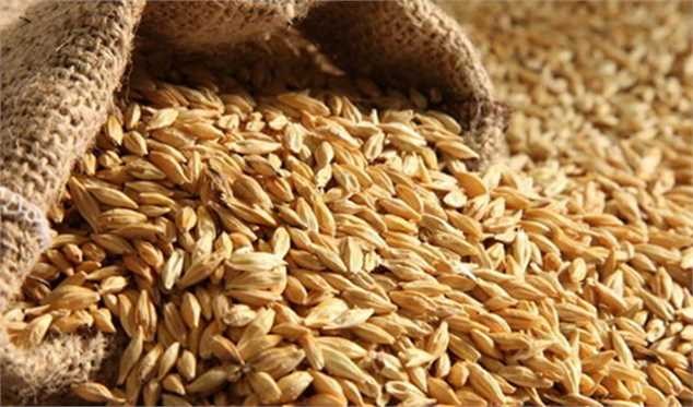 گرانی جو در بازار در سایه اتخاذ تصمیمهای نادرست/ آینده روشنی پیش روی تولید مرغ و تخم مرغ نیست