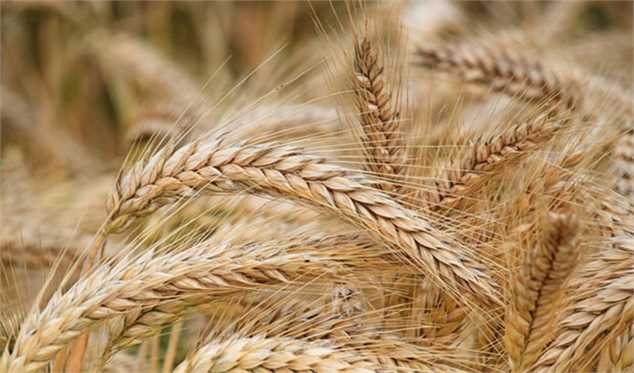 دولت راه رفته درباره مرغ را برای گندم تکرار نکند