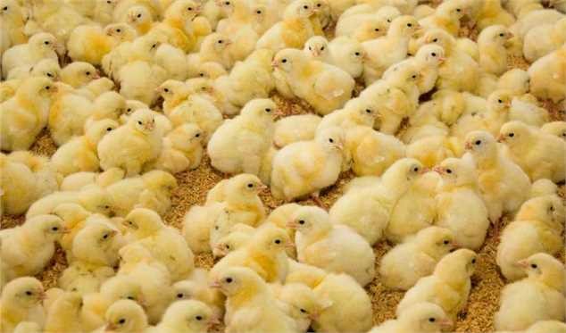 گرانی جوجه ربطی به قاچاق آن ندارد؛ شاید تقاضای جوجهریزی بالا رفته