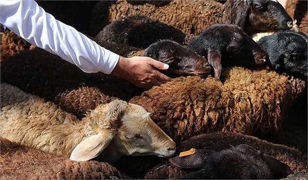 کشور در ماههای آینده با کمبود شدید دام و گوشت مواجه میشود