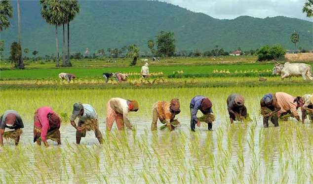 کمبودی در عرضه برنج نداریم/ خودکفایی برنج دست یافتنی است