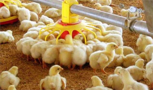 خیز دوباره قیمت جوجه در بازار/ نرخ هر قطعه جوجه یکروزه به ۱۰ هزار تومان رسید