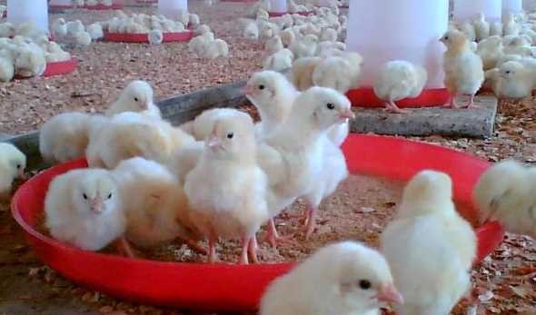 چرا قیمت جوجه یکروزه نجومی شد؟