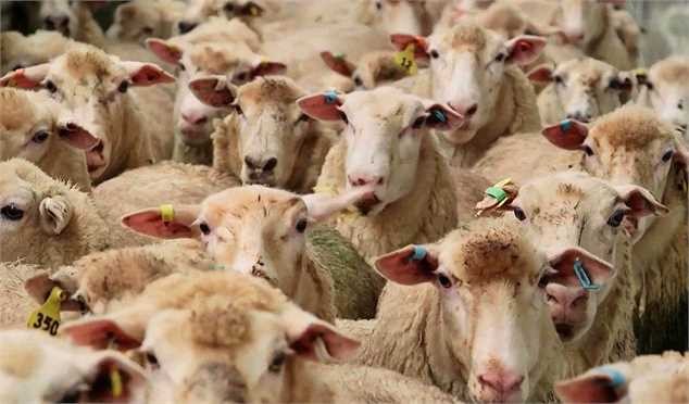 دو راهکار برای تعادل دام و پایداری قیمت گوشت قرمز