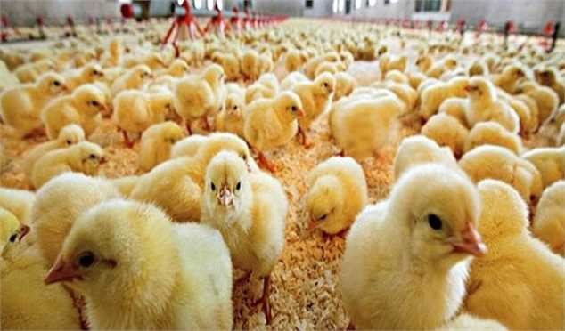 افزایش ۱۵۰ درصدی قیمت جوجه یک روزه نسبت به سال گذشته