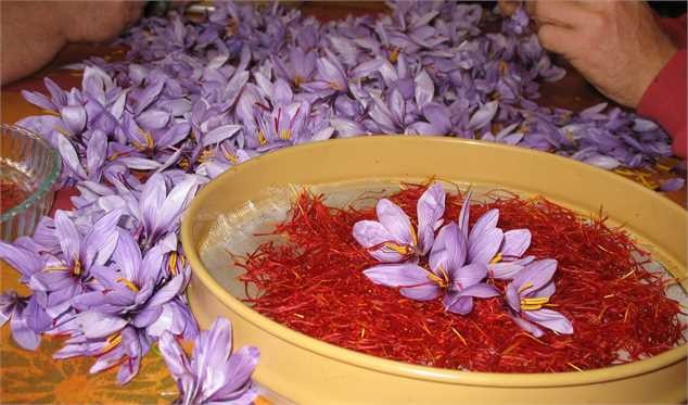 چرا زعفران گران شد؟