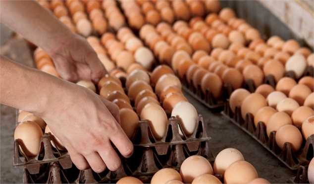 قیمت تخم مرغ به زیر نرخ مصوب رسید/ تولید داخلی در خطر است