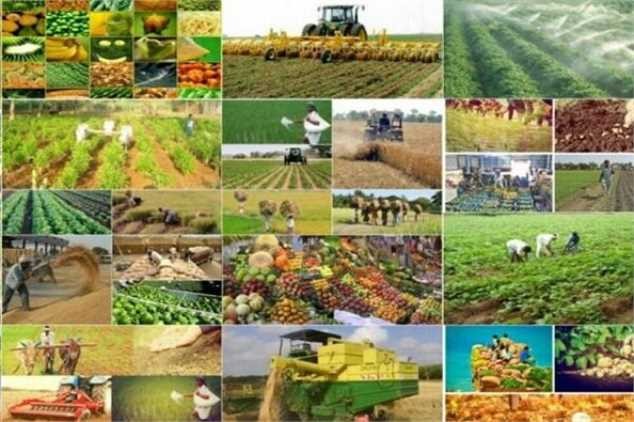 برنج ایرانی و سیبزمینی، صدرنشین افزایش قیمت در آغاز بهمن