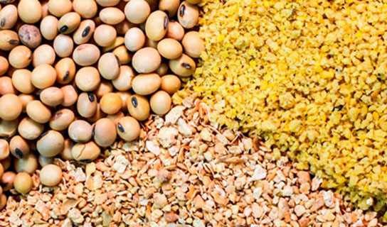 پیشبینی افزایش ۳۰ تا ۴۰ درصدی قیمت غلات