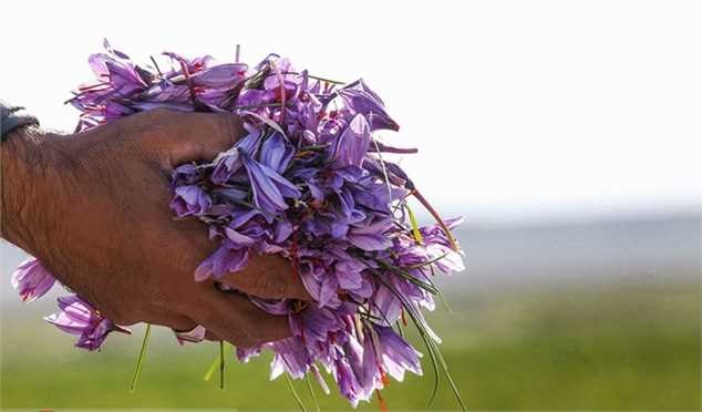 کاهش ۶۳ درصدی صادرات زعفران/ احتمال از دست دادن بازارهای جهانی وجود دارد