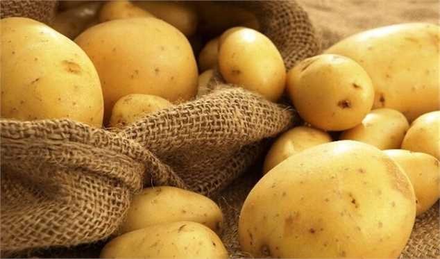 کاهش ۲۰ درصدی قیمت سیب زمینی در روزهای آینده