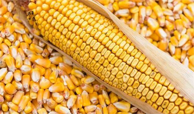 ماجرای ترخیص عجیب ۲۷ هزار تن ذرت آلوده
