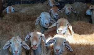 بررسی ابعاد صادرات دام/ ضرورت خروج دام مازاد از مراتع جهت حفظ منابع طبیعی