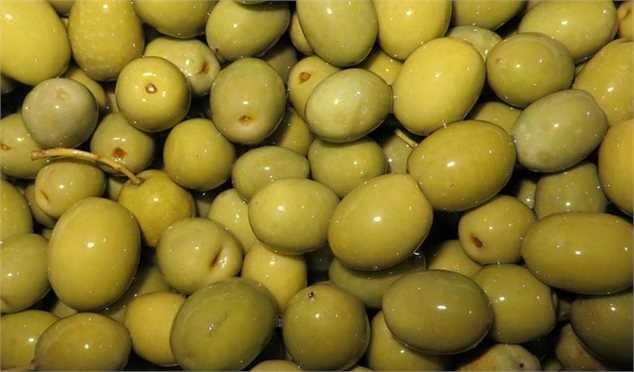 برآورد افزایش ۲ برابری تولید زیتون/ برداشت ارقام روغنی از ۱۰ روز آینده