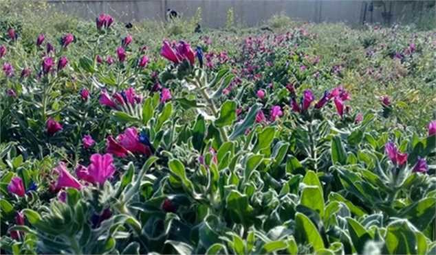 سطح زیر کشت گیاهان دارویی افزایش مییابد