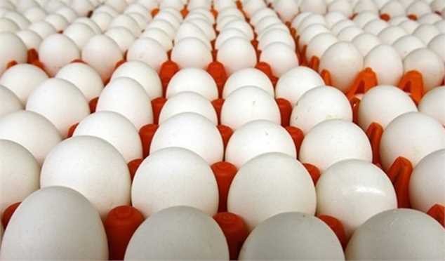 قیمت تخممرغ ۲۰ درصد کمتر از نرخ مصوب است