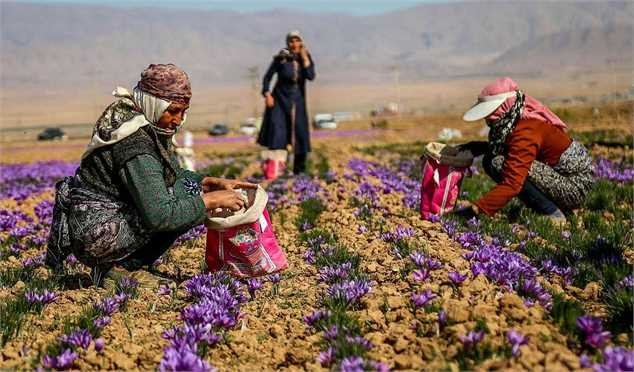 قیمت حداقل و حداکثر زعفران اعلام شد