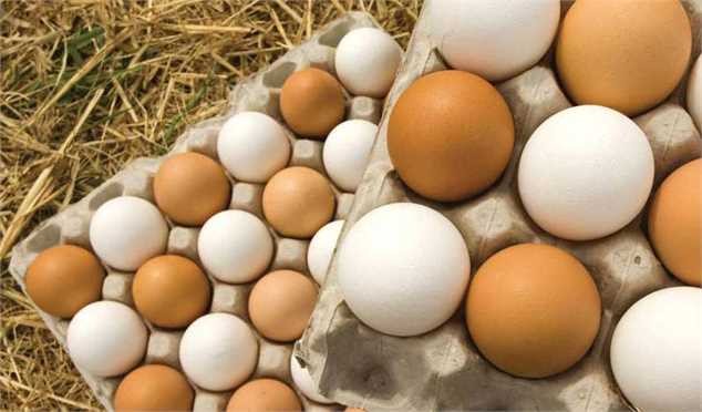 مرغداران خواستار اصلاح قیمت مصوب تخممرغ هستند
