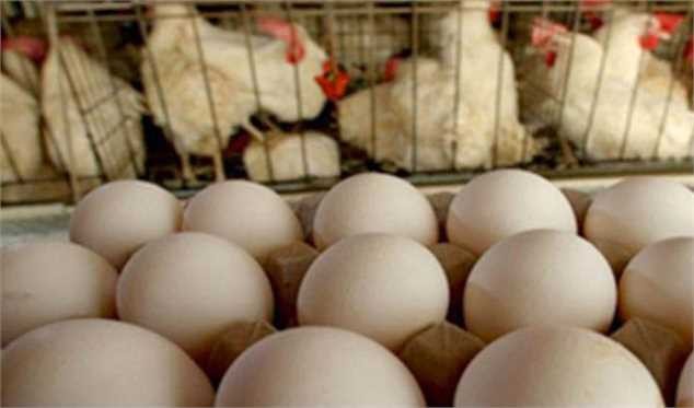 قیمت مصوب مرغ و تخممرغ تا پایان فروردین سال آینده تعیین و اعلام شد