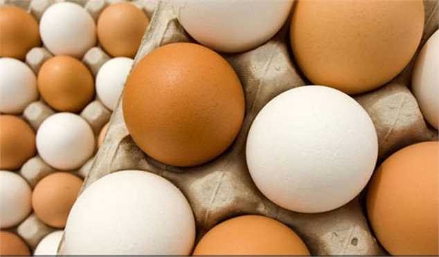 اصلاح قیمت تخممرغ راهکاری برای پایداری تولید است/ چارهای جز افزایش قیمت نداشتیم