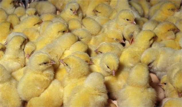 جریمه ۳۲۴ میلیارد تومانی تولیدکننده گرانفروش جوجه یک روزه!