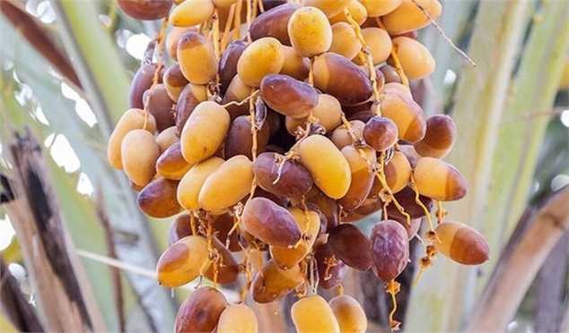 سرانه مصرف خرما بهازای هر نفر در ایران ۷ و نیم الی ۸ کیلوگرم است/ قیمت خرما چند؟