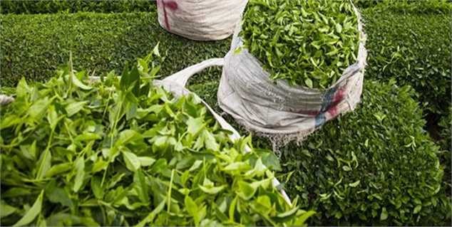 انبارهای چای سنواتی بازگشایی نمیشوند