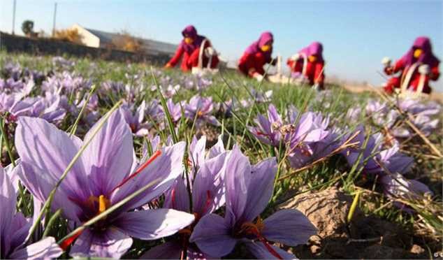 مشکلاتی که غل و زنجیر زعفران ایرانی برای رسیدن به جایگاه واقعی آن شدهاند