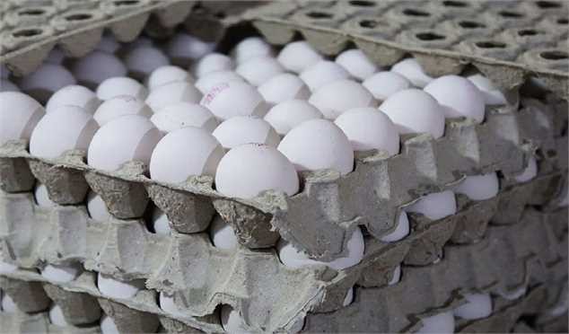 صادرات تخممرغ به ۱۱۰ هزار تن رسید