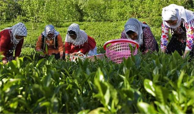 اختلاس ۳ میلیارد دلاری تعادل بازار چای را بر هم زد