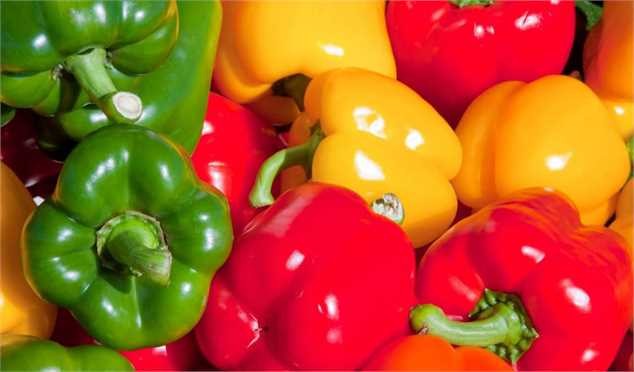صادرات فلفل گلخانهای به آسیا و اروپا آغاز شد