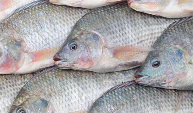 تولید سالانه بیش از ۶.۲ میلیون تن تیلاپیا در دنیا