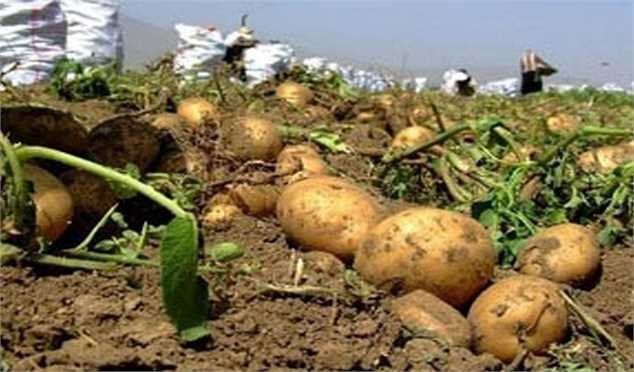 کمبود و گرانی دوباره سیب زمینی در بازار